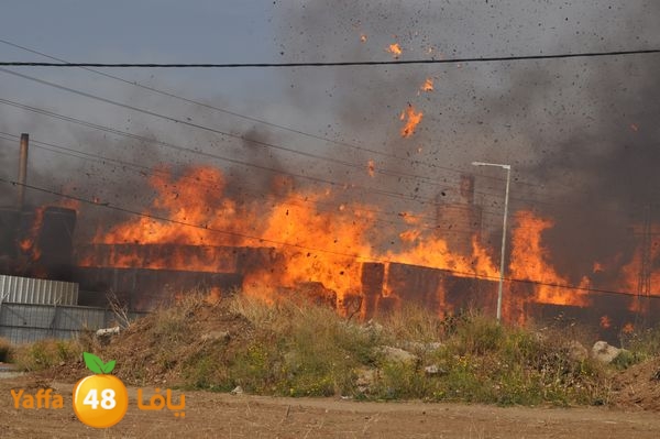 fireludkartoonmasna34 (16).JPG